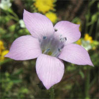 Thumbnail Picture of Saltugilia splendens ssp. splendens