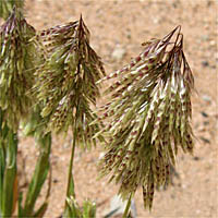 Thumbnail Picture of Lamarckia aurea