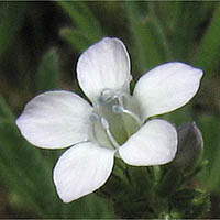 Thumbnail Picture of Gilia angelensis