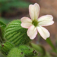 Thumbnail Picture of Silene multinervia