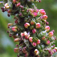 Thumbnail Picture of Chenopodium californicum