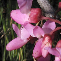 Thumbnail Picture of Cercis occidentalis