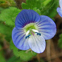 Thumbnail Picture of Persian Speedwell