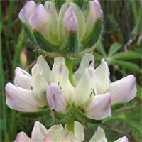 Thumbnail Picture of Valley Lupine