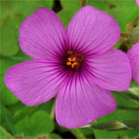 Thumbnail Picture of Rose Oxalis