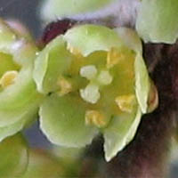 Thumbnail Picture of Rhus aromatica
