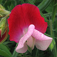 Thumbnail Picture of Sweet Pea