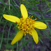 Thumbnail Picture of Ericameria linearifolia