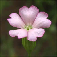 Thumbnail Picture of Sleepy Catchfly