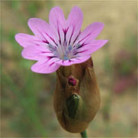 Thumbnail Picture of Petrorhagia dubia