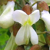 Thumbnail Picture of Robinia pseudoacacia