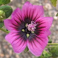 Thumbnail Picture of Tree Mallow
