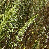 Thumbnail Picture of Elymus condensatus