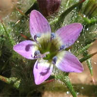 Thumbnail Picture of Navarretia hamata ssp. hamata