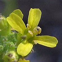 Thumbnail Picture of Hedge Mustard