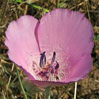 Thumbnail Picture of Lilac Mariposa Lily