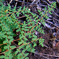 Thumbnail Picture of Pellaea andromedifolia