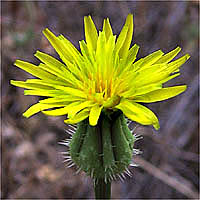 Thumbnail Picture of Urospermum picroides