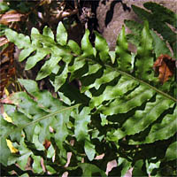 Thumbnail Picture of Polypodium californicum
