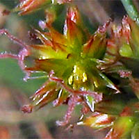 Thumbnail Picture of Juncus xiphioides