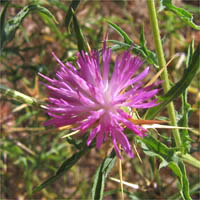 Thumbnail Picture of Purple Star-thistle