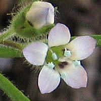 Thumbnail Picture of Gilia clivorum