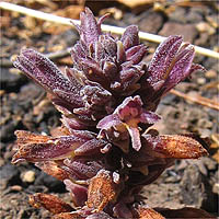 Thumbnail Picture of Chaparral Broomrape