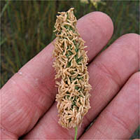 Thumbnail Picture of Harding Grass