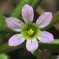 Thumbnail Picture of Lythrum hyssopifolia