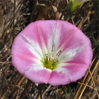 Thumbnail Picture of Bindweed