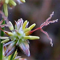 Thumbnail Picture of Juncus macrophyllus