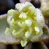 Thumbnail Picture of Croton californicus