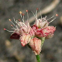 Thumbnail Picture of Eriogonum angulosum