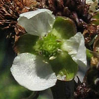 Thumbnail Picture of Echinodorus berteroi