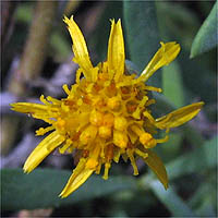 Thumbnail Picture of Marsh Jaumea