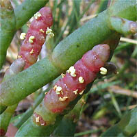 Thumbnail Picture of Salicornia pacifica