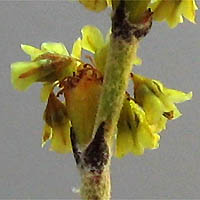 Thumbnail Picture of Slender Buckwheat