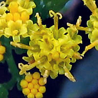Thumbnail Picture of Delairea odorata
