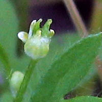 Thumbnail Picture of Hairy-fruited Buttercup