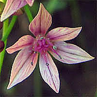 Thumbnail Picture of Allium praecox