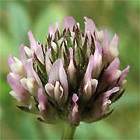 Thumbnail Picture of Tree Clover