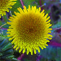 Thumbnail Picture of Prickly Sow Thistle