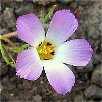 Thumbnail Picture of Linanthus dianthiflorus