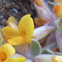 Thumbnail Picture of Acmispon argophyllus var. argophyllus