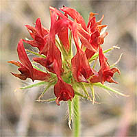 Thumbnail Picture of Trifolium incarnatum