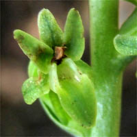 Thumbnail Picture of Alaskan Rein Orchid