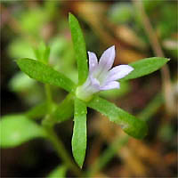 Thumbnail Picture of Githopsis diffusa