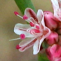 Thumbnail Picture of Eriogonum cithariforme var. agninum