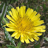 Thumbnail Picture of Helminthotheca echioides