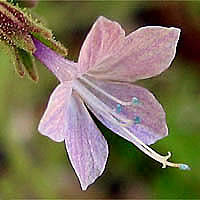 Thumbnail Picture of Allophyllum glutinosum
